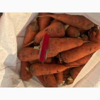 Продается морковь Абако оптом с поля, Херсонская обл