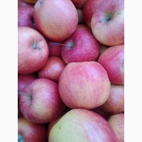 Продам яблука: гольден, пінова, флоріна
