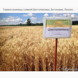 Продам пшеницу Шестопаловка, Антоновка, Лисова Писня
