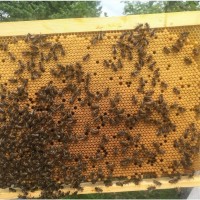 Пчелопакеты УС. БДЖОЛОПАКЕТИ в Полтаві