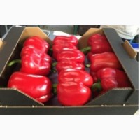 Красный болгарский перец минимальный заказ - от 20 т