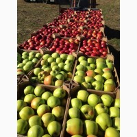 Продам яблука різних сортів урожай 2019