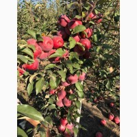 Продам яблука різних сортів урожай 2019