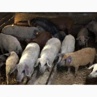 Свинки на племя породы Венгерская Мангалица 1, 5 -2 месяца