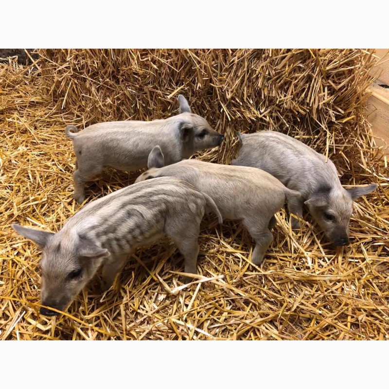 Фото 2. Свинки на племя породы Венгерская Мангалица 1, 5 -2 месяца