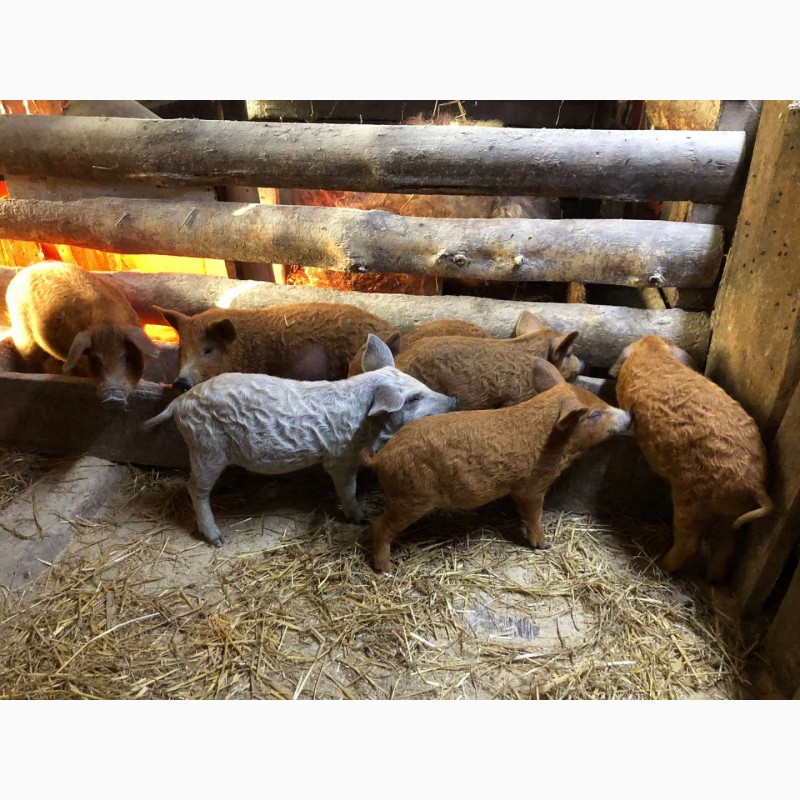 Фото 3. Свинки на племя породы Венгерская Мангалица 1, 5 -2 месяца