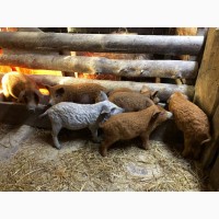 Свинки на племя породы Венгерская Мангалица 1, 5 -2 месяца