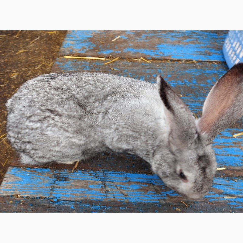 Фото 2. Продам серого цвета кролика