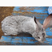 Продам серого цвета кролика