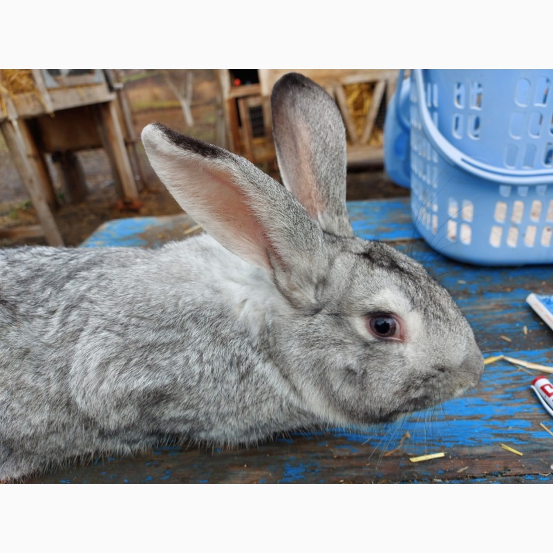 Фото 3. Продам серого цвета кролика