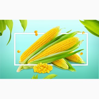 Предприятие купит большим оптом кукурузу