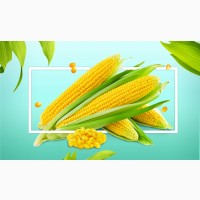Предприятие купит большим оптом кукурузу