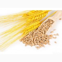Некондиция, зерноотходы. Кукуруза, пшеница, соя, подсолнечник