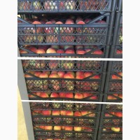 Персик спелый от производителя (Турция): новый сезон июнь 2021