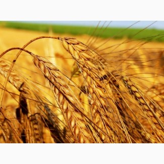 Продам посевной материал озимой пшеницы Юмпа (супер элита) Краснодарская селекция