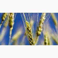 Семена озимой пшеницы АНАЛОГ