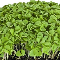 Продам семена Микрозелень (Микрогрин) Базилик