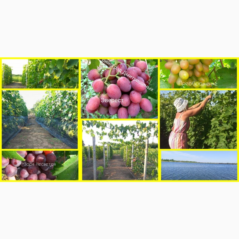 Фото 7. Саженцы винограда ОПТ от 200 шт