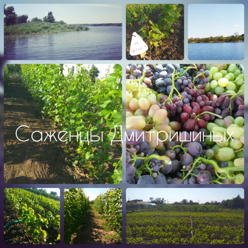 Фото 9. Саженцы винограда ОПТ от 200 шт
