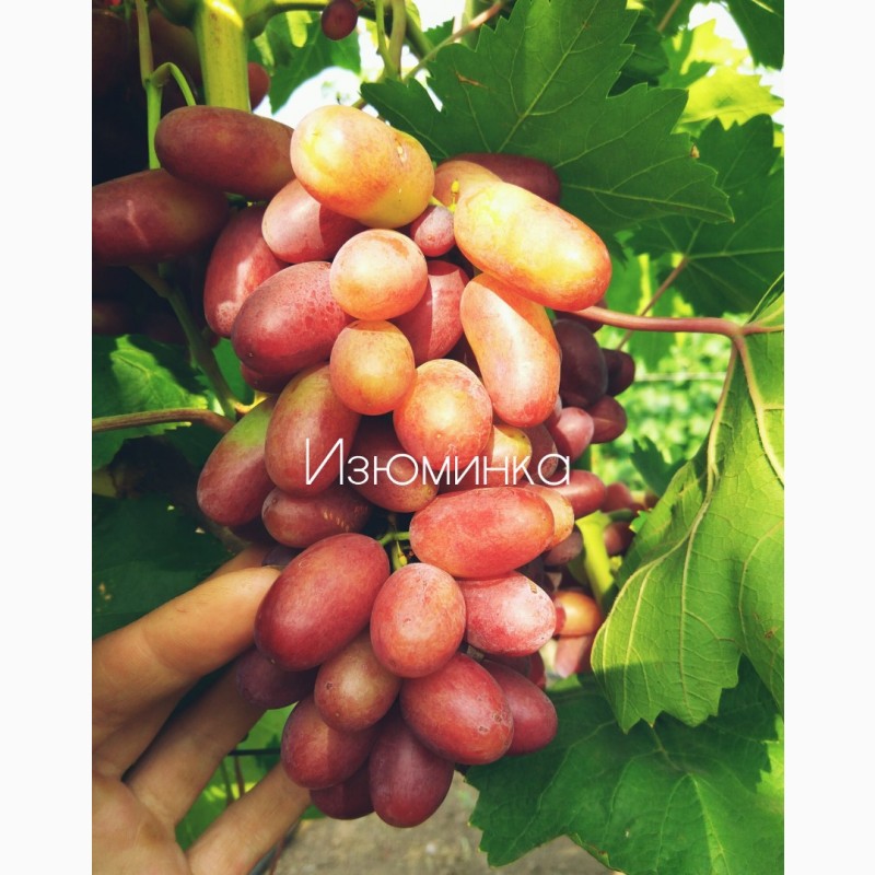 Фото 10. Саженцы винограда ОПТ от 200 шт
