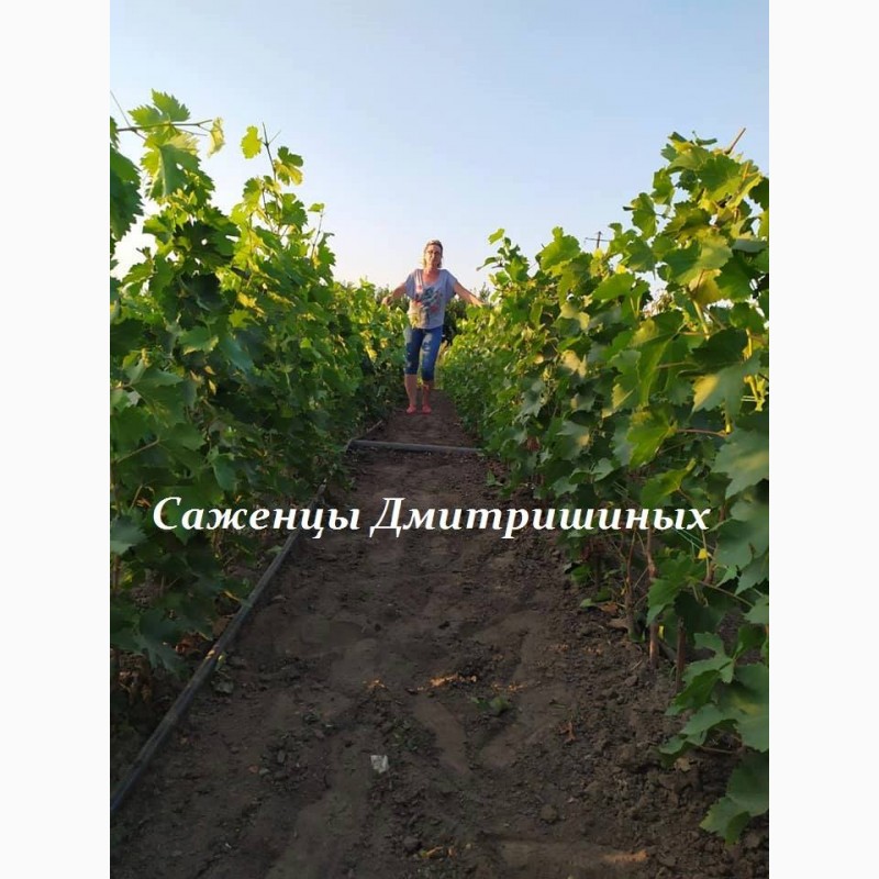 Фото 11. Саженцы винограда ОПТ от 200 шт