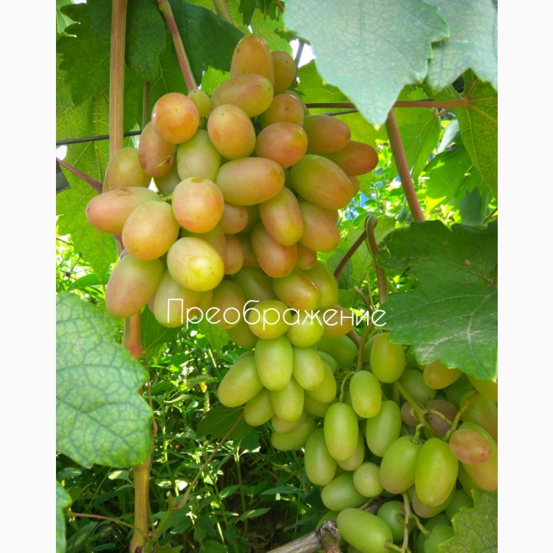 Фото 12. Саженцы винограда ОПТ от 200 шт
