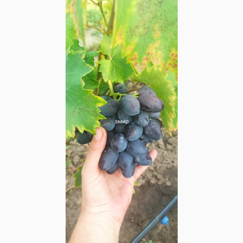 Фото 13. Саженцы винограда ОПТ от 200 шт