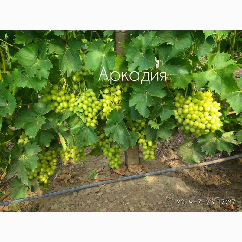 Фото 2. Саженцы винограда ОПТ от 200 шт