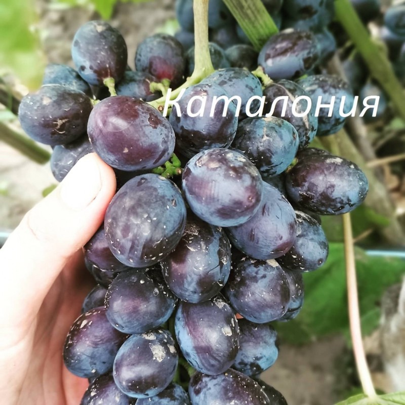 Фото 4. Саженцы винограда ОПТ от 200 шт