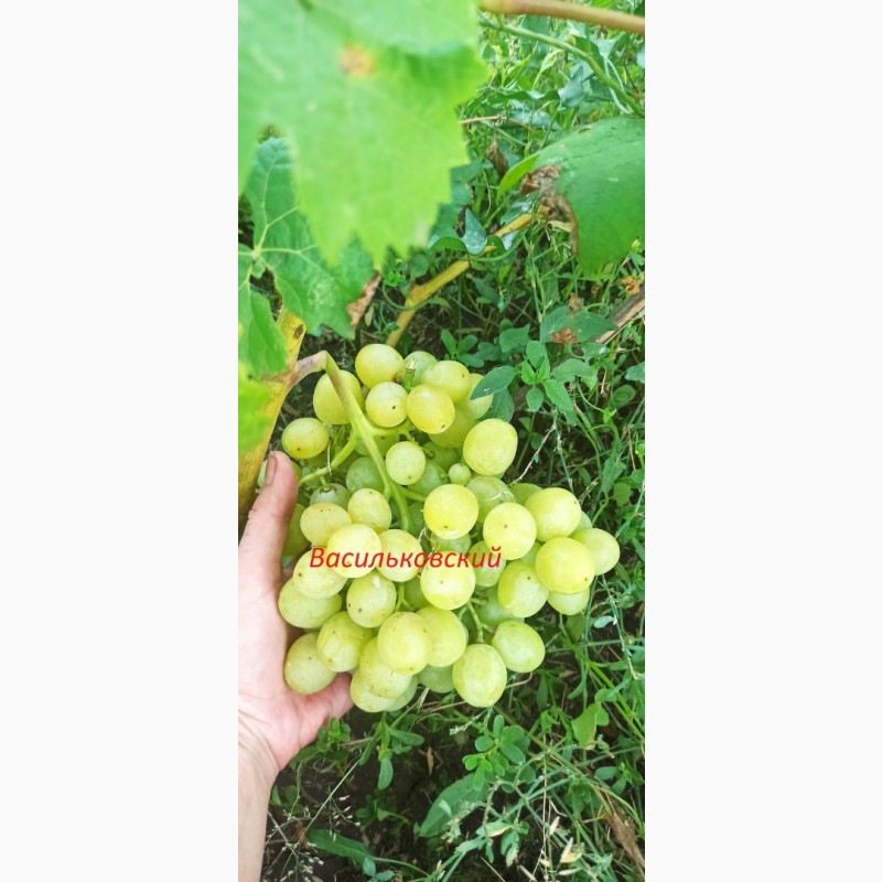 Фото 5. Саженцы винограда ОПТ от 200 шт