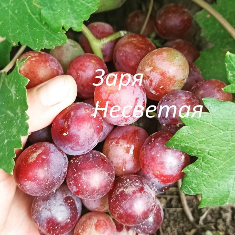 Фото 6. Саженцы винограда ОПТ от 200 шт