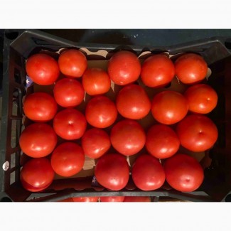 Продаємо помідор