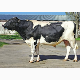 Харківський м#039;ясокомбінат купує баранів, корів, биків, коней та свиней