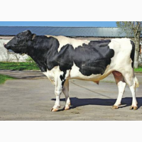 Харківський м#039;ясокомбінат купує баранів, корів, биків, коней та свиней