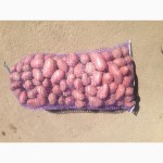Продам красивый розовый картофель сорта Розара