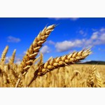 Купляєм пшеницю