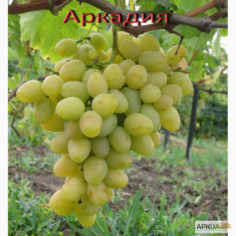 Фото 2. Саженцы элитных сортов винограда