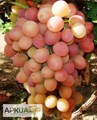 Фото 3. Саженцы элитных сортов винограда