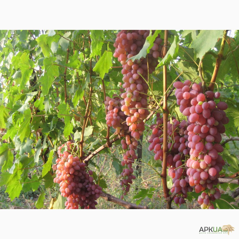 Фото 4. Саженцы элитных сортов винограда