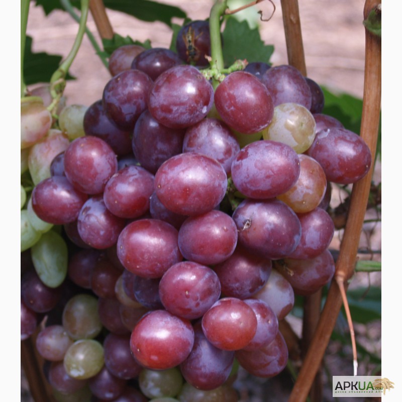 Фото 6. Саженцы элитных сортов винограда