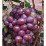 Саженцы элитных сортов винограда