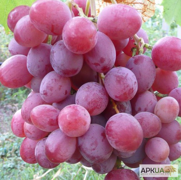 Фото 7. Саженцы элитных сортов винограда