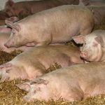 Продаю свиней живым весом от 130кг