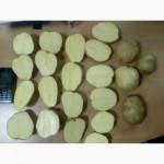 Продам качественный картофель оптом - на экспорт