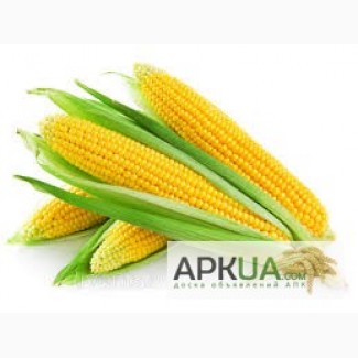 Семена кукурузы Даниил Украина