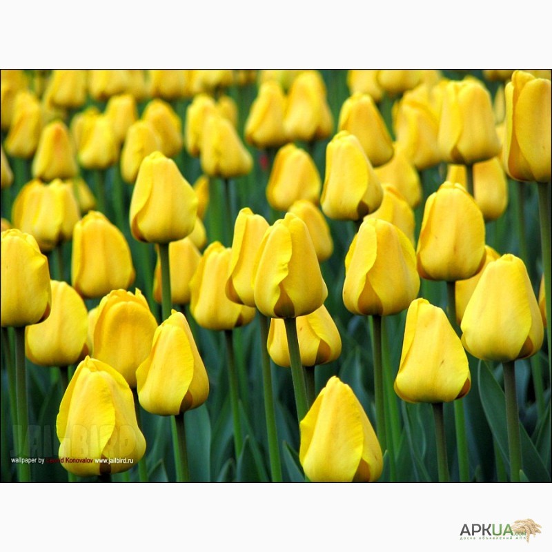 Фото 3. Продам тюльпаны оптом к8 марта