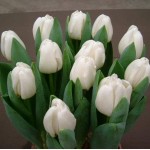 Продам тюльпаны оптом к8 марта