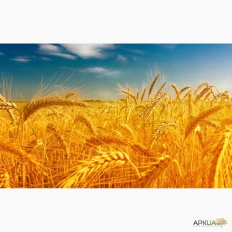 Куплю пшеницу, ячмень, овес, кукурузу по Луганской и Донецкой обл