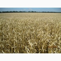 Пшениця дворучка Леннокс (Штрубе, Німеччина) - для осінньо-весняного посіву
