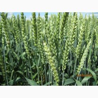 Пшениця дворучка Леннокс (Штрубе, Німеччина) - для осінньо-весняного посіву